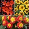 12 Annuals For Pots | The Waterloo Sunset Collection | Petunia, Dahlia & Begonia -Roots Plants ABCOL10 1