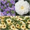 12 Annuals For Pots | The Summer Serenity Collection | Petunia, Bacopa & Dahlia -Roots Plants ABCOL16 1