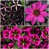 12 Annuals For Hanging Baskets | The Dark Side Of The Moon Collection | Calibrachoa, Petunia & Dahlia 2 12 Annuals For Hanging Baskets | The Dark Side Of The Moon Collection | Calibrachoa, Petunia & Dahlia -Roots Plants ABCOL17 1