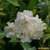 'Rosa Banksiae 'Alba Plena' | Rambling Rose -Roots Plants Alba 1