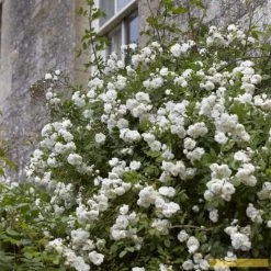 'Rosa Banksiae 'Alba Plena' | Rambling Rose -Roots Plants Alba 3 fb9bc423 e321 4954 addf ed0556215de3