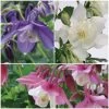 Aquilegia Spring Magic Collection -Roots Plants Aquilegia collage
