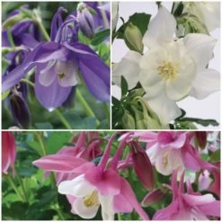 Aquilegia Spring Magic Collection