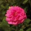 'Palace Truly Loved' Floribunda Rose -Roots Plants Avila Palace Poulpal044 N