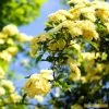 'Rosa Banksiae 'Lutea' | Rambling Rose -Roots Plants Bank 1