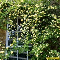 'Rosa Banksiae 'Lutea' | Rambling Rose -Roots Plants Bank 3