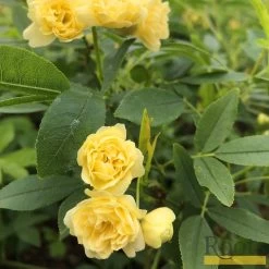 'Rosa Banksiae 'Lutea' | Rambling Rose -Roots Plants Bank 4