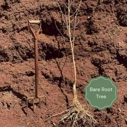 Fiesta Apple Tree -Roots Plants Bare root example 779cbce6 5325 486d ba4d e2fe53c8e7bf