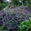 Ceanothus 'Puget Blue -Roots Plants CLI0098 1