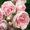 'Cinderella' Shrub Rose -Roots Plants Cinderella01 25d75693 c5ca 4d53 a582 b8843f6eef5c