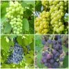 Grape Vines For Cold Areas Collection -Roots Plants ColdAreasGrapes aa917d45 4a98 44b9 a6d8 b6b9da5884a3