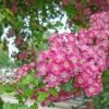 Crimson Cloud' Hawthorn Tree | Crataegus Laevigata -Roots Plants CrimsonCloud 1
