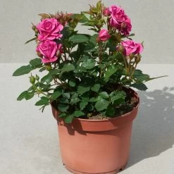 'Patio Hit Dafne' Patio Shrub Rose 9 'Patio Hit Dafne' Patio Shrub Rose -Roots Plants Dafne Hit PatioHit Poulpah103 N 3