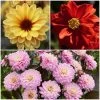 Dahlia Temptation Collection 2 Dahlia Temptation Collection -Roots Plants Dahlia collage