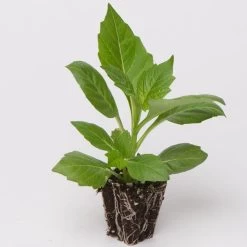 40 Mixed Dahlia 'Figaro' Plug Plants -Roots Plants Dahlia example ad6740a0 60b6 4da9 a7ef 85b7a19f6557