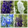 Delphinium Camelot Collection -Roots Plants Delphinium Collage