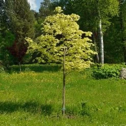 Variegated Norway Maple Tree | Acer Platanoides 'Drummondii' -Roots Plants Drummondii 1
