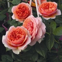 'Duchess Of Cornwall' Hybrid Tea Rose