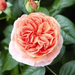 'Duchess Of Cornwall' Hybrid Tea Rose -Roots Plants Duchess of Cornwall 3