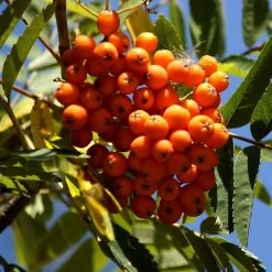 Scarlet Japanese Rowan Tree | Sorbus Commixta 'Embley' -Roots Plants Embley 1