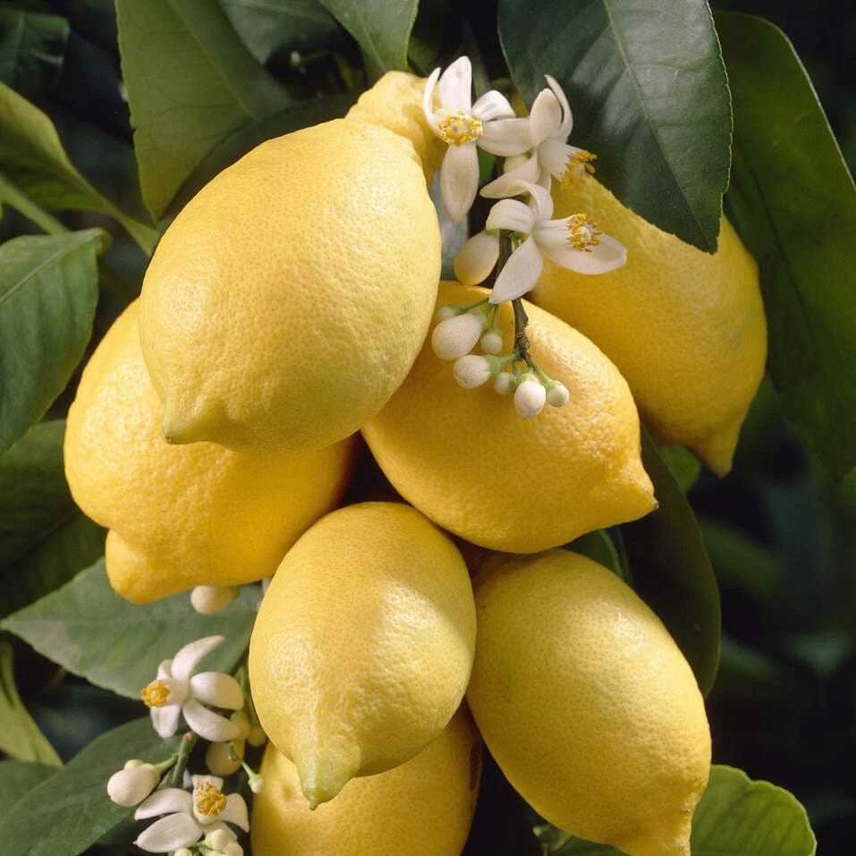 'Eureka' Patio Lemon Tree | 4 Seasons Lemon 4 'Eureka' Patio Lemon Tree | 4 Seasons Lemon - Image 2