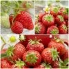 All Season Strawberry Plants Collection -Roots Plants FRCOL1 1