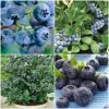All Season Blueberry Plants Collection -Roots Plants FRCOL3 1