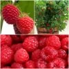 All Season Raspberry Plants Collection 2 All Season Raspberry Plants Collection -Roots Plants FRCOL4 1