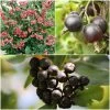 Unusual Berry Collection -Roots Plants FRCOL5 1 900x 283a8f19 0739 4854 8af4 094a4fff1741