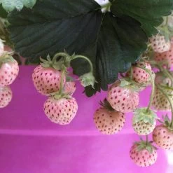 Pineberry Strawberry Plants -Roots Plants FRU0004 3
