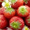Honeoye Strawberry Plants -Roots Plants FRU0008 1