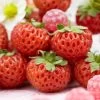Framberry Strawberry Plants -Roots Plants FRU0010 1