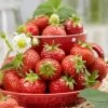 Florence Strawberry Plants -Roots Plants FRU0012 1
