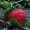 Elsanta Strawberry Plants -Roots Plants FRU0016 1