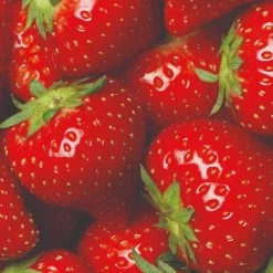 All Season Strawberry Plants Collection 7 All Season Strawberry Plants Collection -Roots Plants FRU0016 3 822048f3 9816 49ae 9867 d1f856148d23