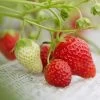 Cambridge Favourite Strawberry Plants -Roots Plants FRU0018 3
