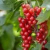 'Red Lake' Redcurrant Bush -Roots Plants FRU0025 1 4c2cf5a3 c0bd 40ae 80d2 2cf2913e0c4d