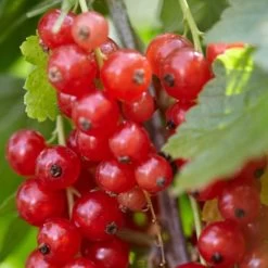 Rovada Redcurrant Bush -Roots Plants FRU0025 2 fcf0b414 1360 4765 aad8 3823701dffd3