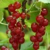 Rovada Redcurrant Bush -Roots Plants FRU0025 4