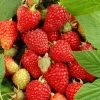 Tulameen Raspberry Plants 2 Tulameen Raspberry Plants -Roots Plants FRU0027 2