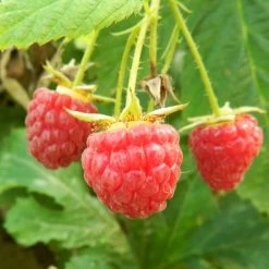 Ruby Beauty Raspberry Plant -Roots Plants FRU0029 2 da5375a0 2829 4f18 8f63 9f5a1b2e2222