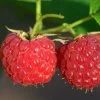 Malling Leo Raspberry Plants -Roots Plants FRU0030 1