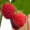 Malling Admiral Raspberry Plants -Roots Plants FRU0032 1