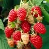 Glen Prosen Raspberry Plants -Roots Plants FRU0036 2