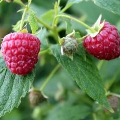 Award Winning Raspberry Canes | Growers' Choice -Roots Plants FRU0039 1 493da097 e491 462e 81ee 19f087484cc0