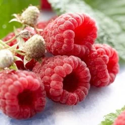 Autumn Bliss Raspberry Plants -Roots Plants FRU0041 1