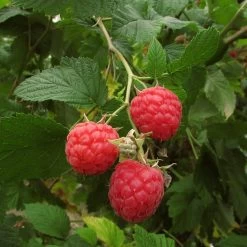 Autumn Bliss Raspberry Plants -Roots Plants FRU0041 3