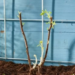 Autumn Bliss Raspberry Plants -Roots Plants FRU0041 4