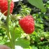Autumn Bliss Raspberry Plants -Roots Plants FRU0041 5