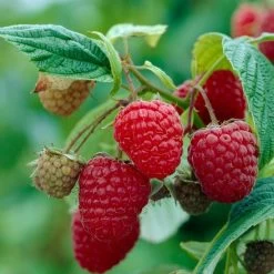 Glen Prosen Raspberry Plants -Roots Plants FRU0042 2 0bb869e1 3f6b 47bb 8b13 14a11324ff64